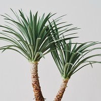  絲蘭萃取