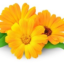  金盞花萃取