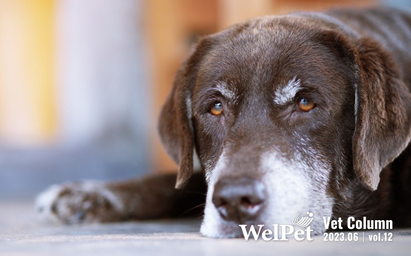  wel-pet 老貓老狗該怎麼保養？熟齡犬貓全方位健康照護指南