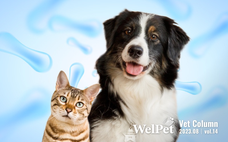 welpet 如何選擇並使用益生菌保障寵物健康，毛孩益生菌服用教戰手冊