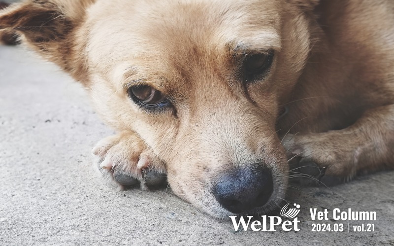  Welpet:寵物淚痕出現的原因？如何預防和改善？