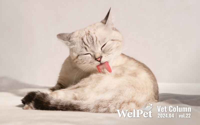  Welpet: 貓咪愛理毛常嘔吐？獸醫師建議毛球症三大預防方式