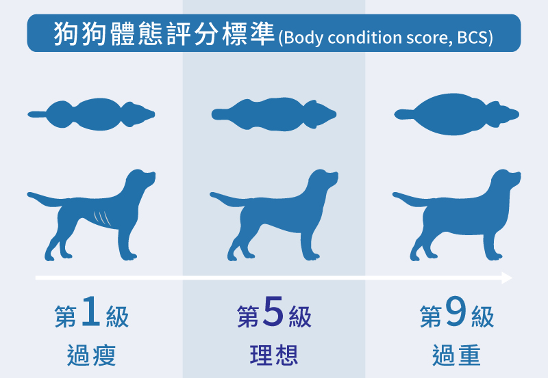 狗狗體態評分標準BCS