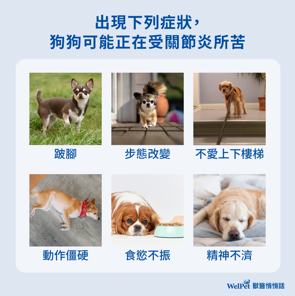狗狗正受關節炎所苦