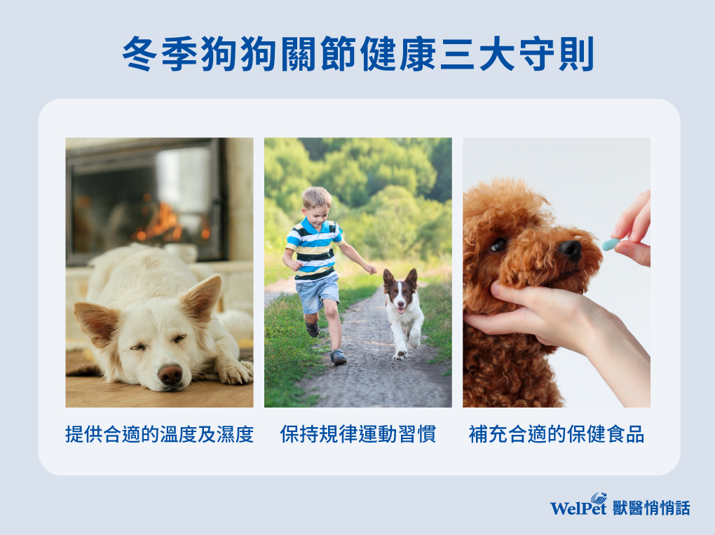 冬季狗狗關節