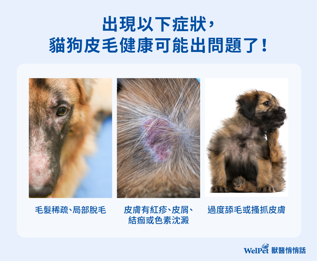 出現以下症狀,貓狗皮毛健康可能出問題了