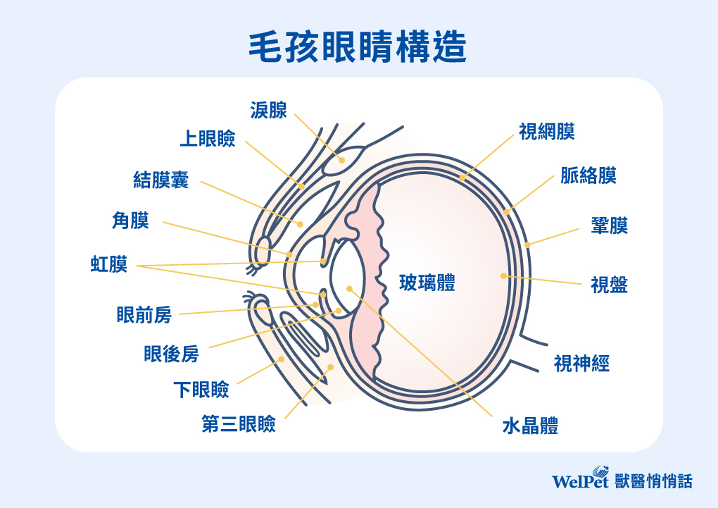 毛孩眼睛構造
