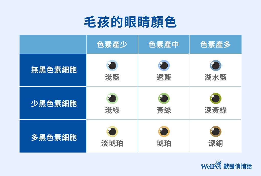 毛孩的眼睛顏色