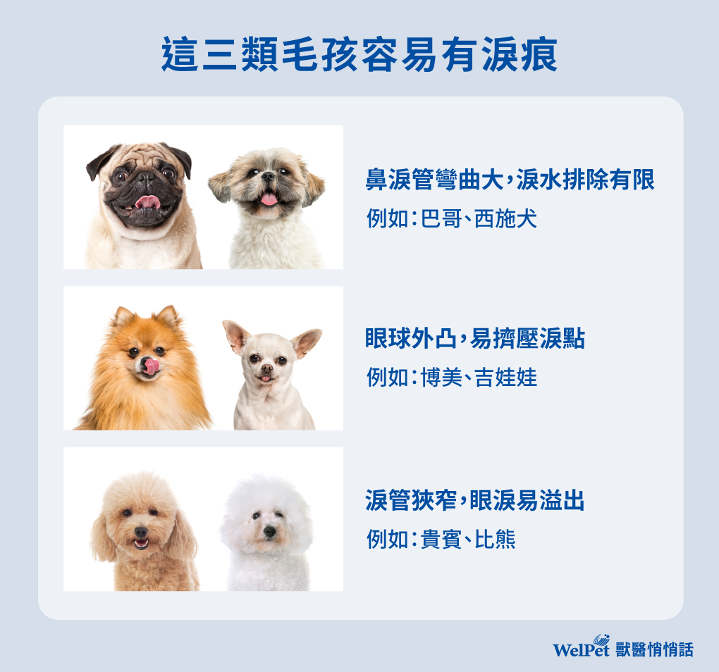 兩大原因造成寵物淚痕的形成