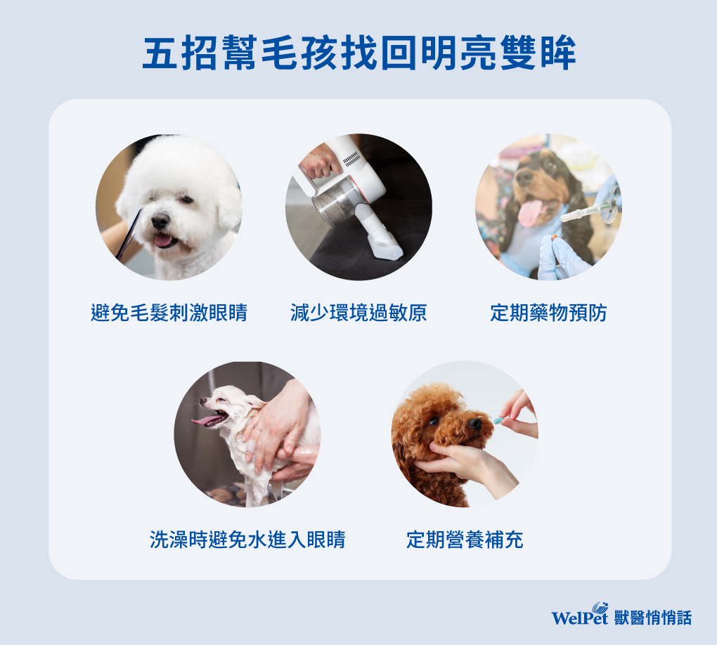 五招幫寵物找回明亮雙眸