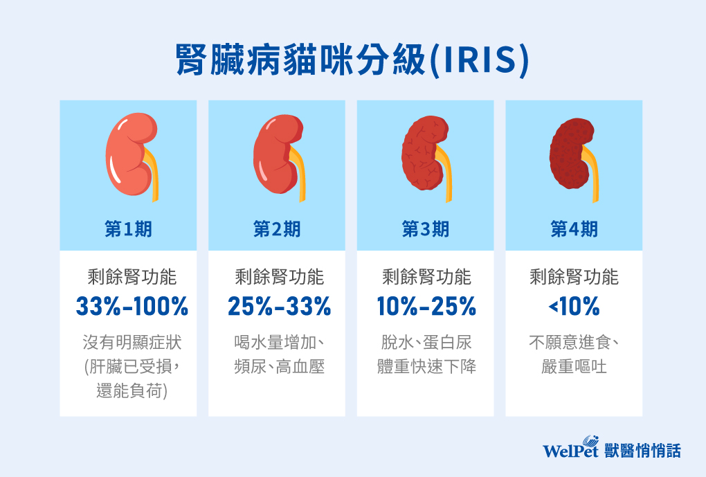腎臟病貓咪分級(IRIS)