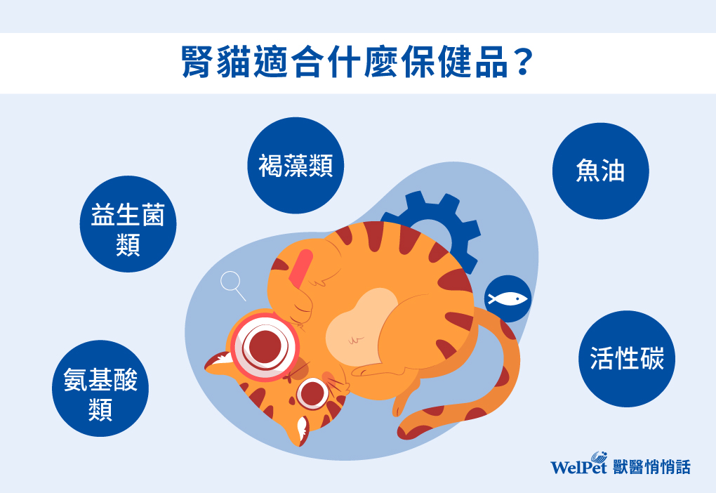 腎貓適合什麼保健品?