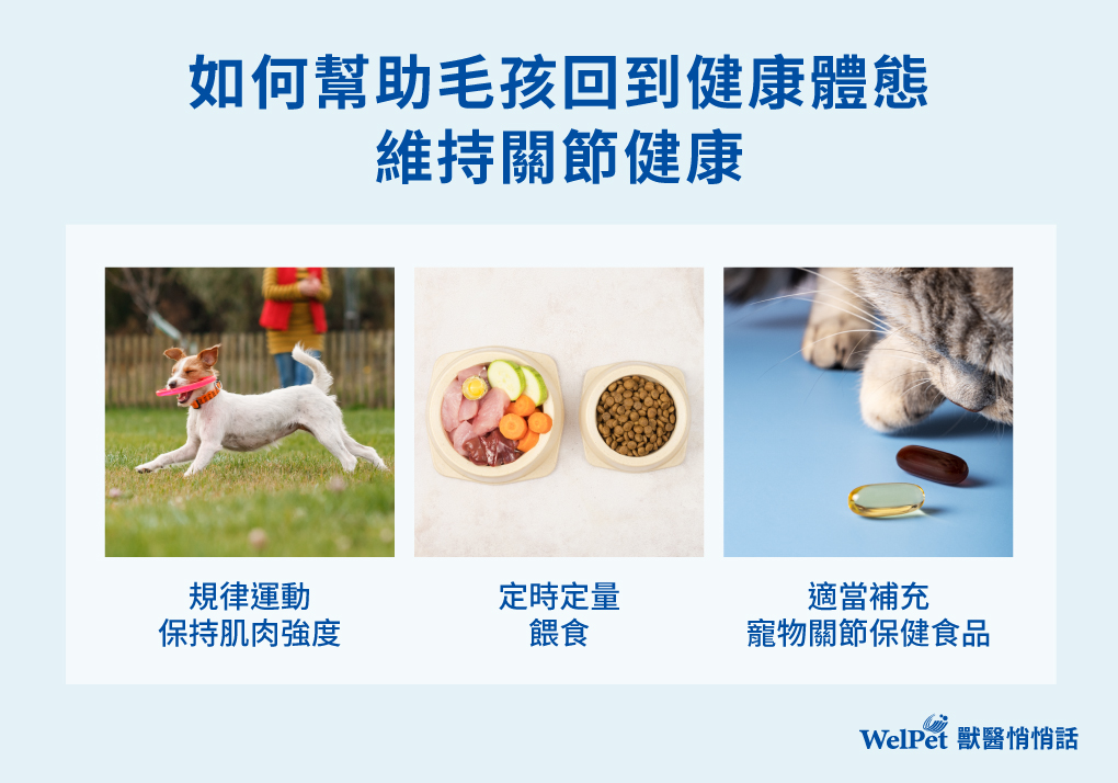 狗狗貓貓變胖怎麼辦?關心寵物體態與關節健康,打破肥胖與關節疼痛的惡性循環