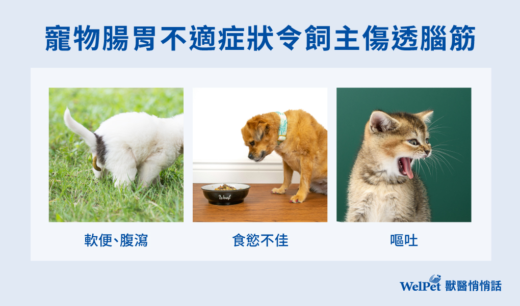 如何選擇並使用益生菌保障寵物健康,毛孩益生菌服用教戰手冊