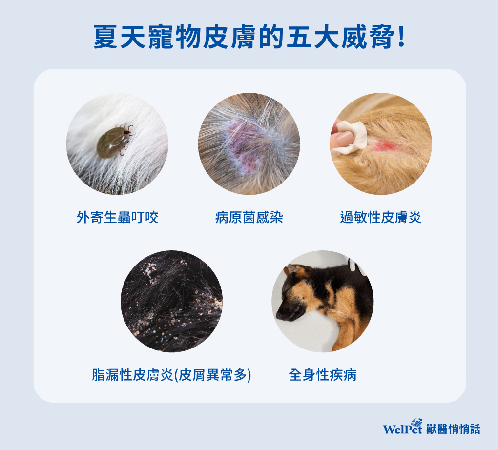 夏季寵物皮膚保健: 打擊細菌、黴菌與蚊蟲,拒絕狗狗貓咪皮膚搔癢!