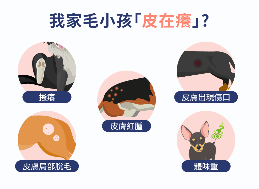 我家毛小孩「皮在癢」?