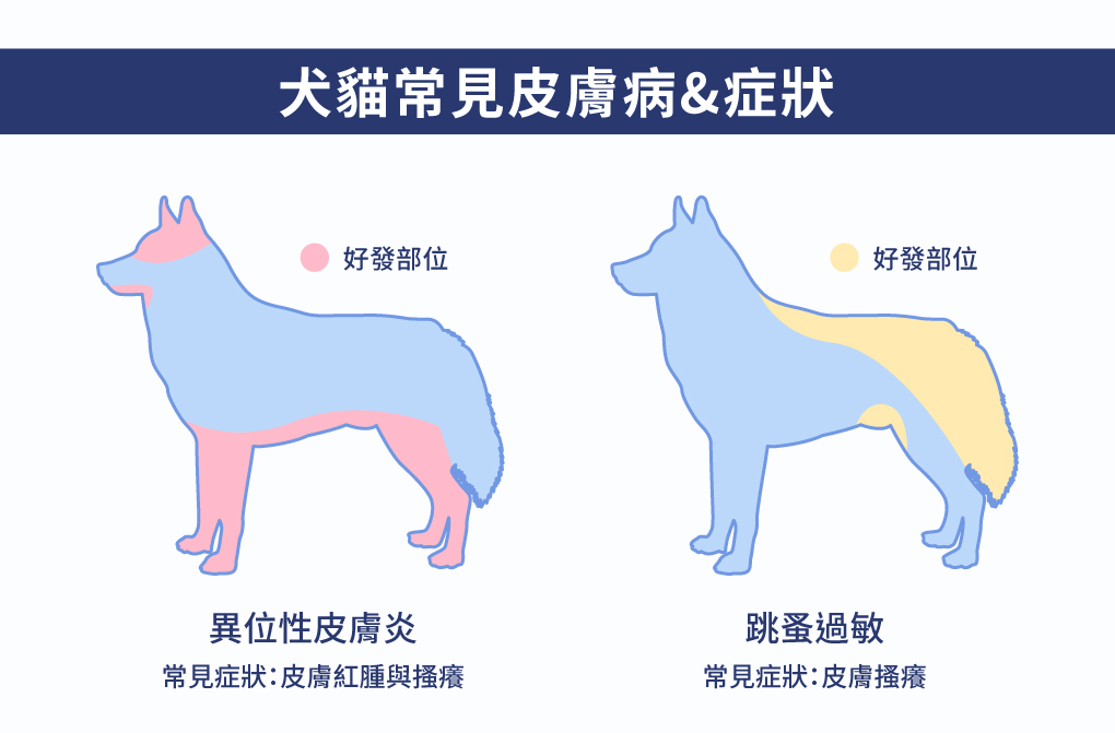 犬貓常見皮膚病症狀