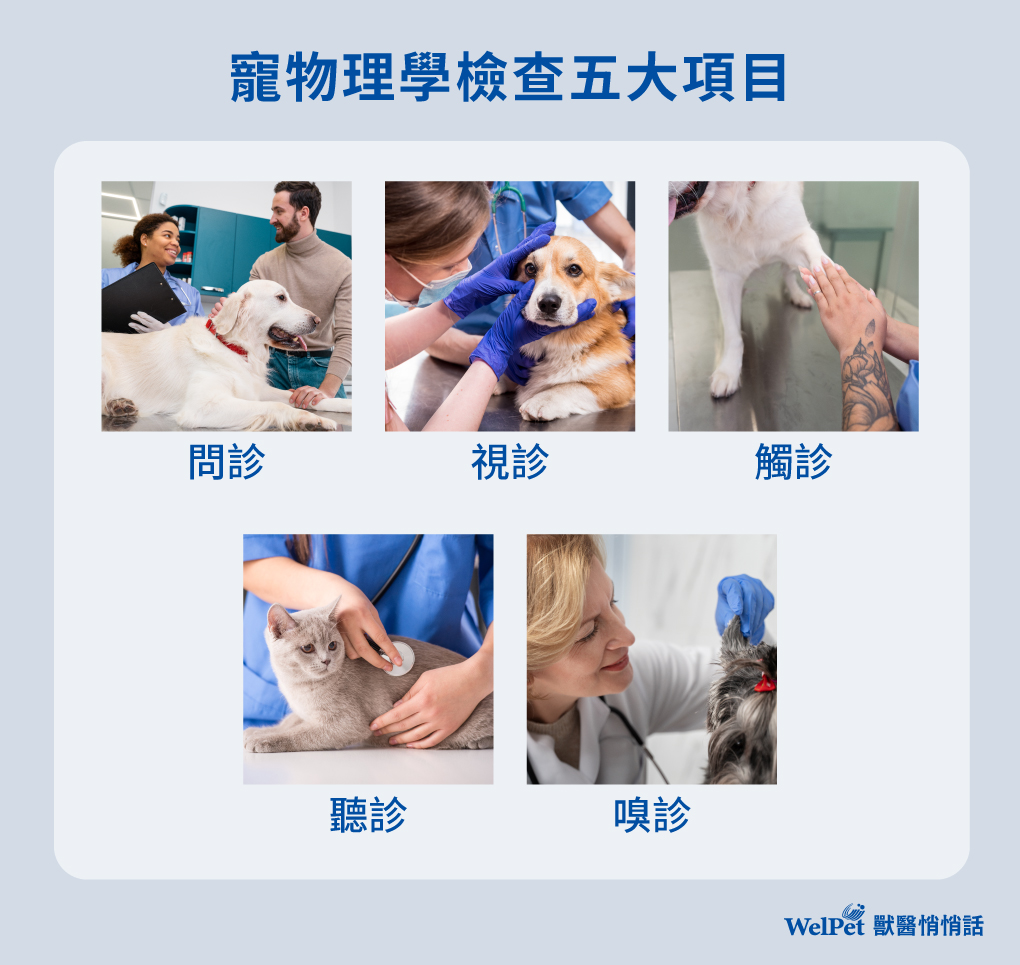 welpet 寵物理學檢查五大項目