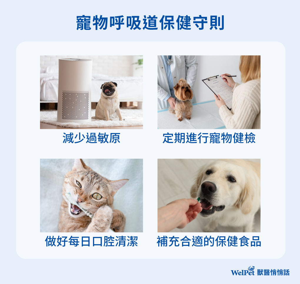 寵物呼吸道保健守則,讓狗狗貓貓不再哈啾打噴嚏