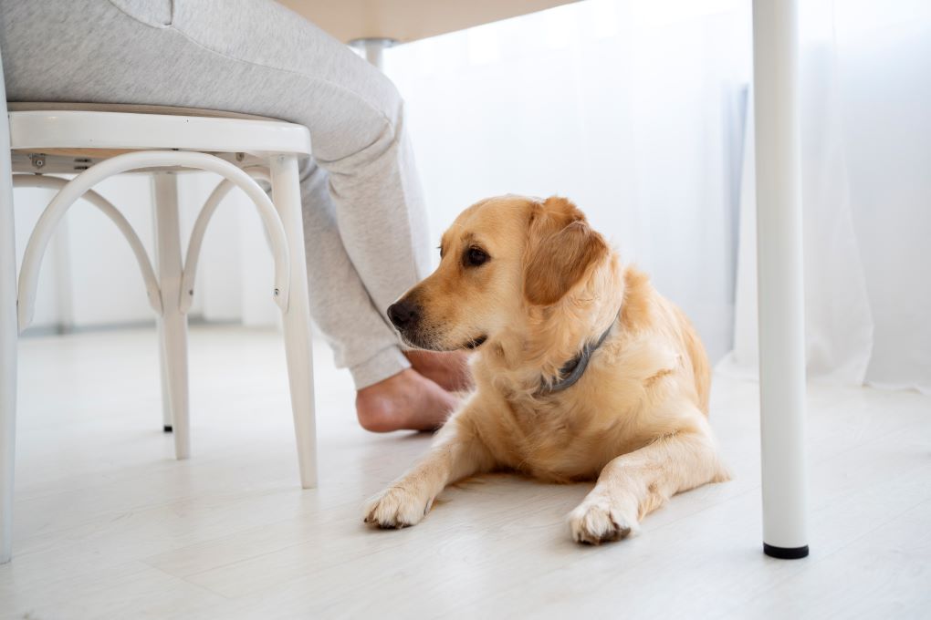 dog